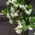 Perfume Jasmine Seeds – Winter Planting, Perennial Blooms & Fragrant Garden Elegance (Only seeds, without flower pot)
