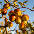 Jujube Fruit Growing Kit – Sweet Red Date Tree Planting