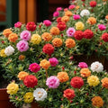🌹Moss Rose Seeds(10,000+ Seeds) – 🌿Perennial Flower Seeds / Large Flowers / Easy to Grow