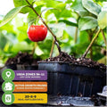 ✨✨ ✨✨ Sweet Cherry Seeds , High Germination Rate, Large-Fruited Variety, Perfect for Gardens & Containers