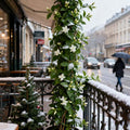 Perfume Jasmine Seeds – Winter Planting, Perennial Blooms & Fragrant Garden Elegance (Only seeds, without flower pot)
