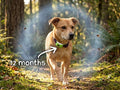 Long‑Lasting Flea & Tick Protection for Pets