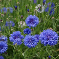 Perennial Mixed Cornflower Seeds