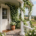 Perfume Jasmine Seeds – Winter Planting, Perennial Blooms & Fragrant Garden Elegance (Only seeds, without flower pot)