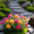 🌹Moss Rose Seeds(10,000+ Seeds) – 🌿Perennial Flower Seeds / Large Flowers / Easy to Grow