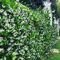Perfume Jasmine Seeds – Winter Planting, Perennial Blooms & Fragrant Garden Elegance (Only seeds, without flower pot)