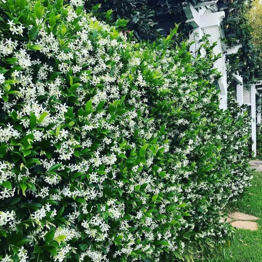 Perfume Jasmine Seeds – Winter Planting, Perennial Blooms & Fragrant Garden Elegance (Only seeds, without flower pot)