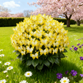 ✨Easy-to-Grow Seeds — Butterfly Blooms for a Living Garden