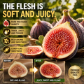 🌳🌳 High-Yield Dwarf Fig Tree – Fast-Growing, Sweet & Crisp Fruit, Perfect for Pots, Balconies & Farms