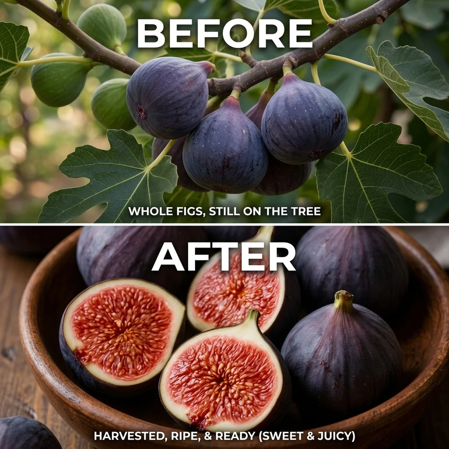 🌳🌳 High-Yield Dwarf Fig Tree – Fast-Growing, Sweet & Crisp Fruit, Perfect for Pots, Balconies & Farms