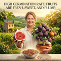 🌳🌳 High-Yield Dwarf Fig Tree – Fast-Growing, Sweet & Crisp Fruit, Perfect for Pots, Balconies & Farms