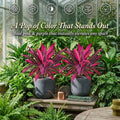 Vibrant Pink Purple Faux Boston Fern & Dragon's Blood Tree, Artificial Decorative Plants