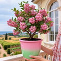 💟Premium Pink Blueberry Seeds -😋A Uniquely Delightful Taste🔥