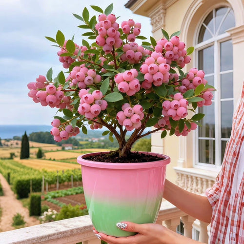 💟Premium Pink Blueberry Seeds -😋A Uniquely Delightful Taste🔥