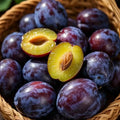 🌱Sweet Plum Growing Kit