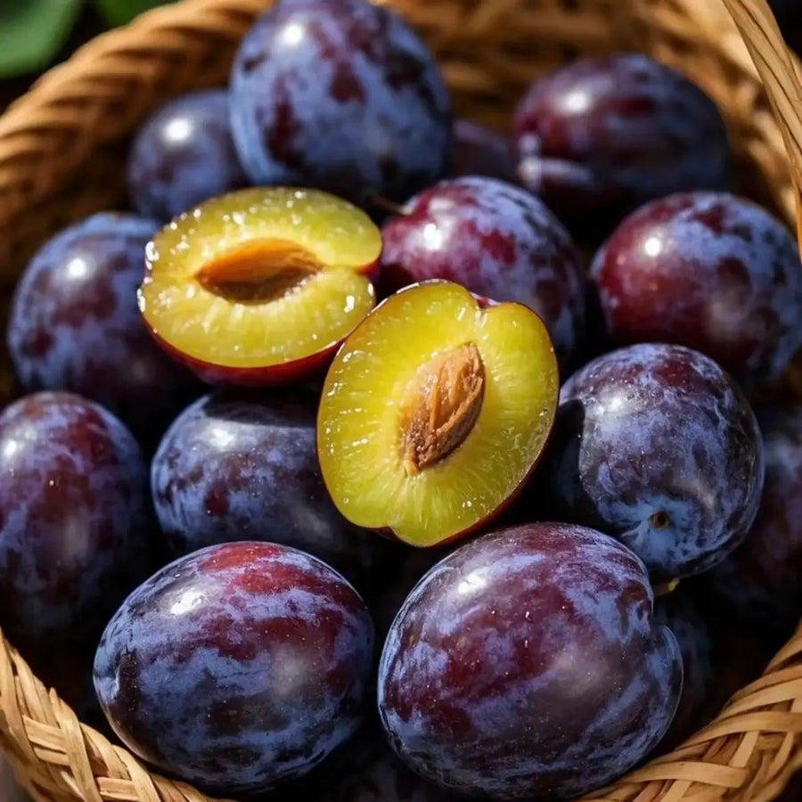 🌱Sweet Plum Growing Kit