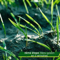 Rouleau de gazon biodégradable - Domiloa